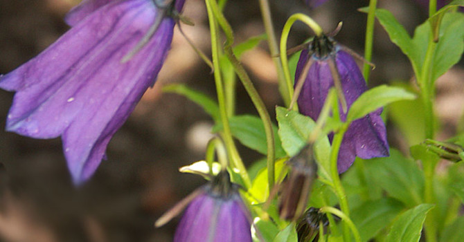 _Campanula barbata_.
Foto: Sylvia Svensson