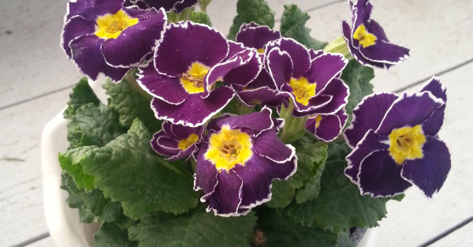 Primula vulgaris 'Sirococco Lilac'. Säljs i OdlaShop.