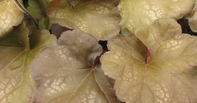 Heuchera 'Brown Sugar' med sina dämpade färger är oerhört vacker. Foto: CNB New Plants