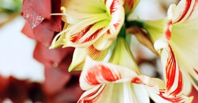 Amaryllis, _Hippeastrum_.