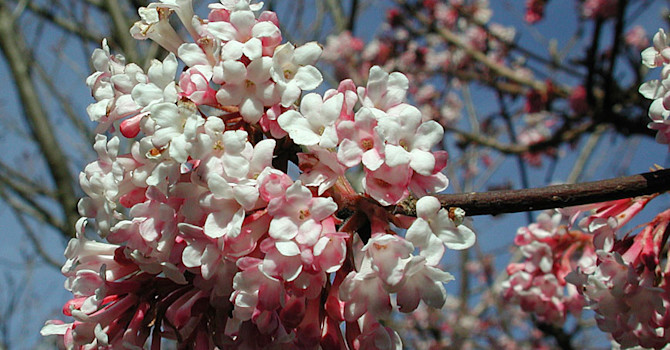 Hybridkejsarolvon, _Viburnum x bodnantense_, 'Dawn'.
Foto: Sylvia Svensson