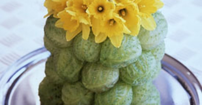 Frökapslar av Asclepias 'Moby Dick' har limmats på utsidan av en cylinderformad vas. Foto: Flower Council