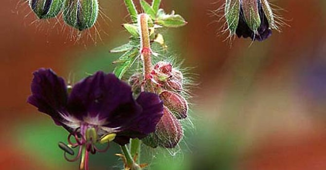 _Geranium phaeum_, brunnäva.
Foto: Sylvia Svensson