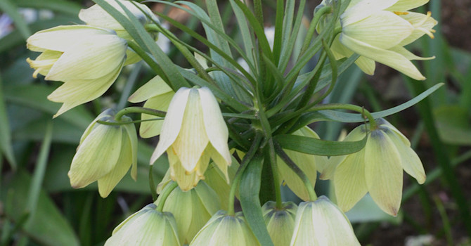 Om du är en av vinnarna av presentkorten kanske du vill beställa höstlökar? Här halmgul kejsarkrona, _Fritillaria Raddeana_ vilken sannolikt kommer att ingå i hösterbjudandet hos oss. Foto: Odla.nuShop