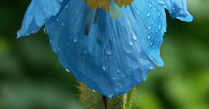 Blå bergvallmo, _Meconopsis betonicifolia_. Foto: Sylvia Svensson