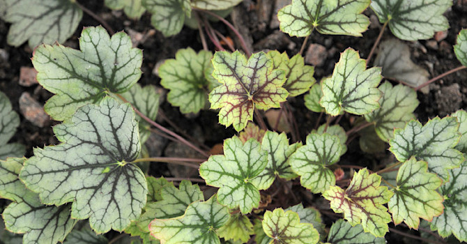 Alunrot, _Heuchera_ 'Venus'.
Foto: Sylvia Svensson