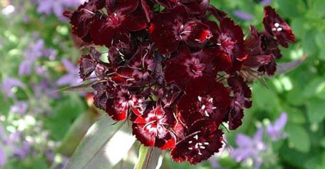Borstnejlika, _Dianthus barbatus_.