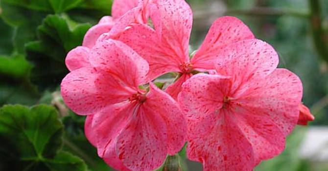 _Pelargonium_ 'Raspberry Ripple'.