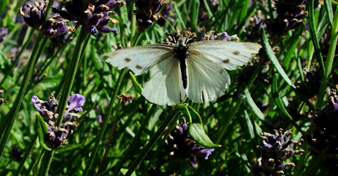 Lavendel lockar med sin ljuvliga doft och täta blomning.