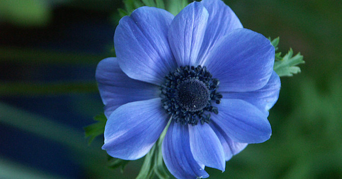 Kronanemon, _Amenone coronaria_.Foto: Sylvia Svensson