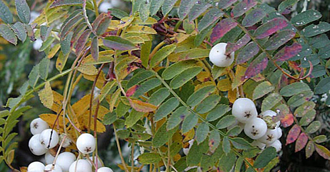Pärlrönn, _Sorbus koehneana_.
Foto: Sylvia Svensson