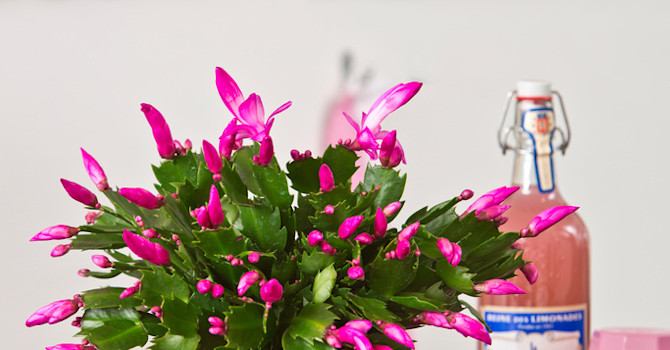 Ge inredningen extra personlighet och känsla med växter, t. ex. Schlumbergera.
Foto: Floradania
