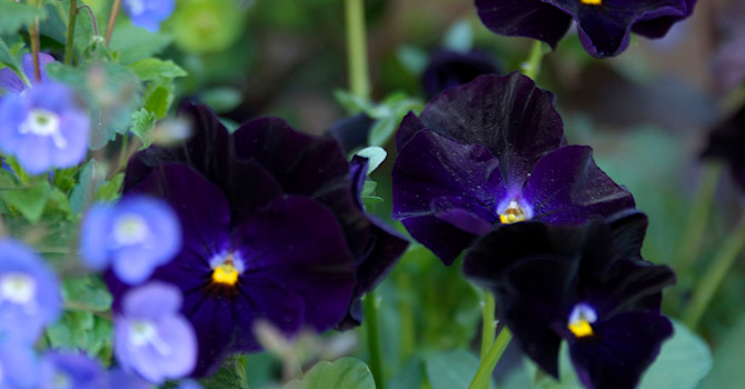 Penséer gör sig väldigt bra i samplantering. Foto: Blomsterfrämjandet
