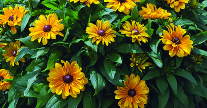 Sommarudbeckia 'Tigereyegold' i kruka. Foto Blomsterfrämjandet