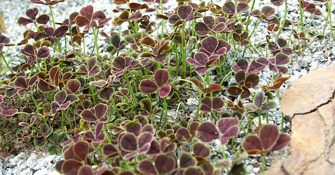 _Trifolium repens_ 'Purpurascens' i en stenröse.
Foto: Bernt Svensson