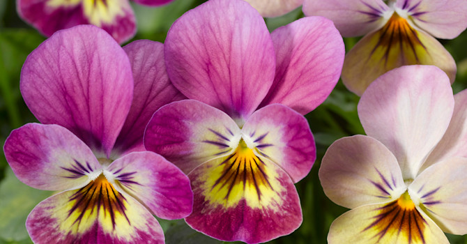 Hornviol, _Viola cornuta_, 'Endurio Pink Shades'.
Foto: Blomsterfrämjandet/Syngenta