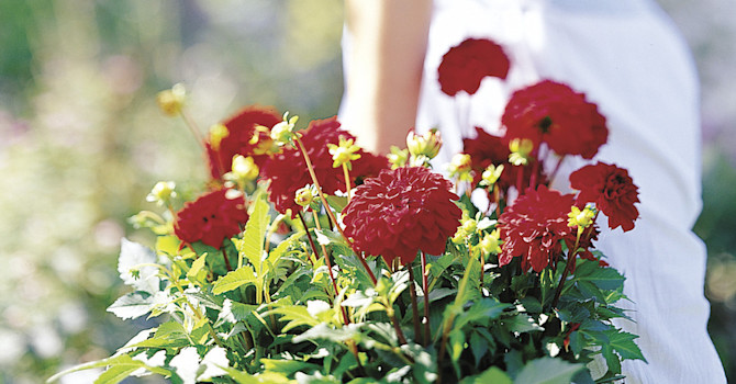 Röd dahlia 'Gallery Singer'.
Foto: Blomsterfrämjandet