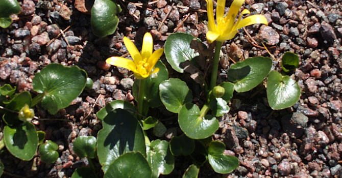 Liten svalört, _Ranunculus kochii_.
Foto: Sylvia Svensson