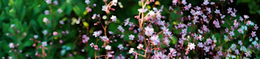 Blomsterfröer