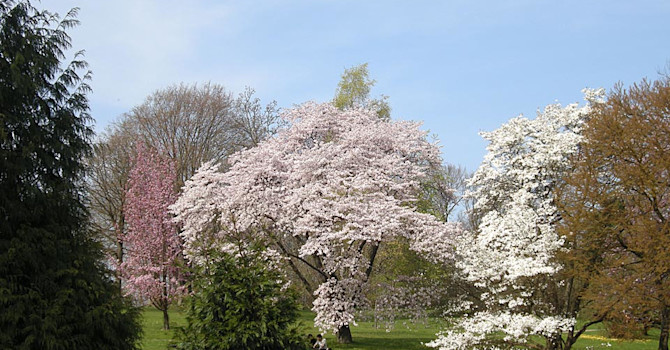 Magnolior och körsbär beskärs på sommaren. Foto: Sylvia Svensson