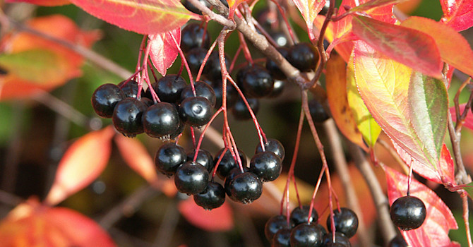 **Svartaronia**, _Aronia melanocarpa_ 'Hugin'. Foto: Sylvia Svensson