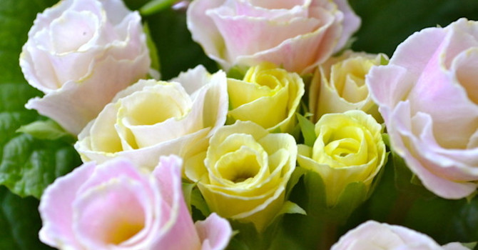 Primula 'Bellerose'
Foto: Blomsterfrämjandet