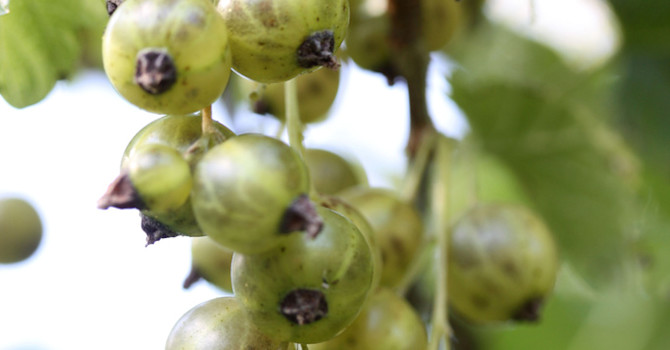 Ribes 'Vertti'.
Foto: Leena Hokka
