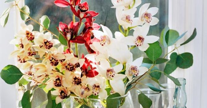Cymbidium, _Cymbidium_. Fotograf: Anna Skoog.