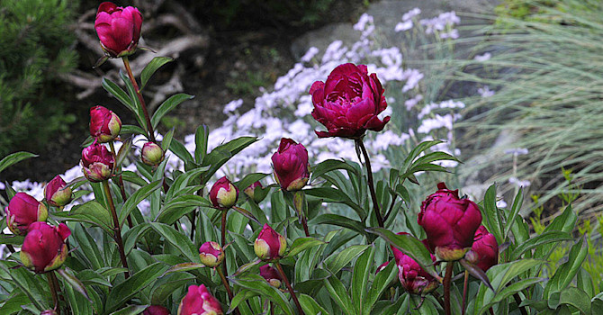 Luktpion, _Paeonia lactiflora_ 'Karl Rosenfield'. Foto: Sylvia Svensson
