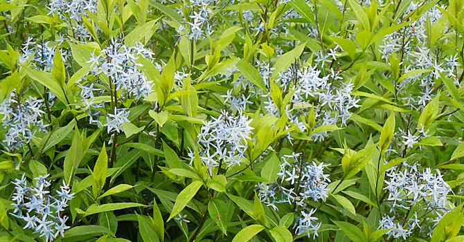Amsonia, _Amsonia_, ‘Blue Ice’ får små, söta, stjärnformade blommor. Foto: Sylvia Svensson