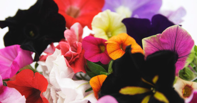 Sommarblommor målar din balkong, rabatt eller terrass i alla tänkbara färger. Foto: Blomsterfrämjandet