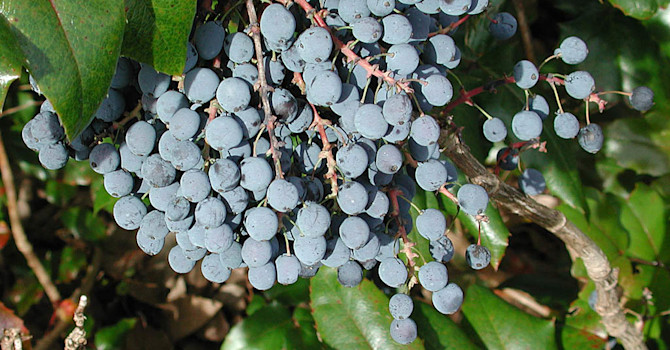 **Mahonia**, _Mahonia aquifolium_.
Foto: Bernt Svensson