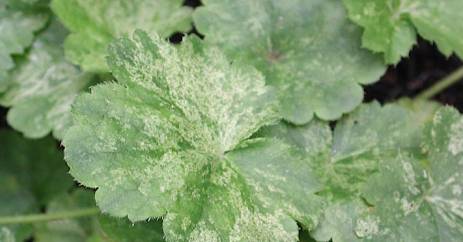 Alunrot, _Heuchera_ 'Snow Angel'.
Foto: Sylvia Svensson