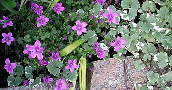 _Campanula portenschlagiana_.
Foto: Bernt Svensson