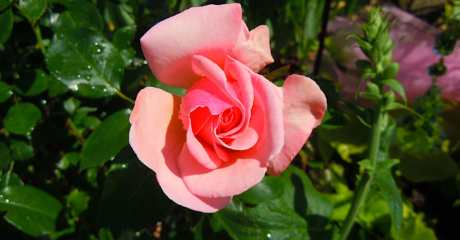 _Rosa_, 'Drottningholm'