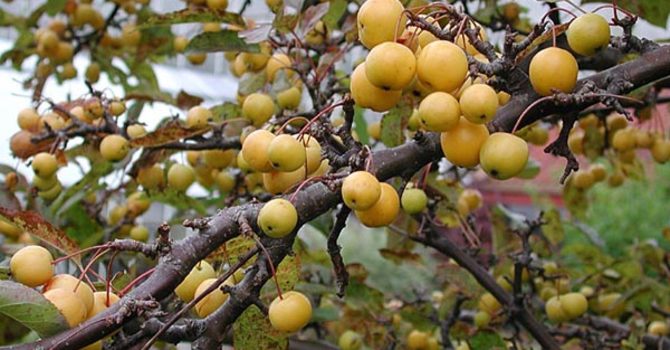 **Prydnadsapel**, _Malus_ 'Golden Hornet'
Foto: Sylvia Svensson