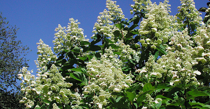 Höstsyren, _Hydrangea paniculata_.Foto: Sylvia Svensson