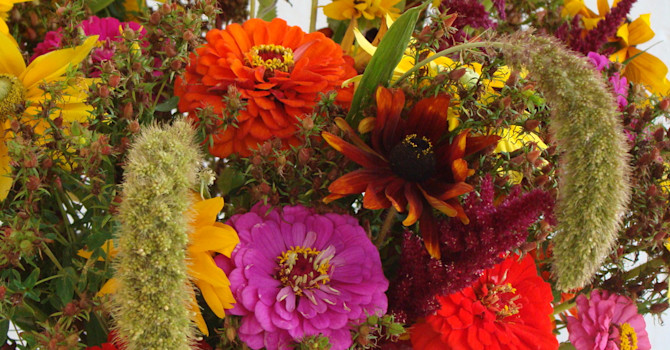 Att plocka buketter med egenodlade sommarblommor är en härlig känsla. Här en blandning av zinnia, sommarrudbeckia och hirs. Foto: Katarina Kihlberg