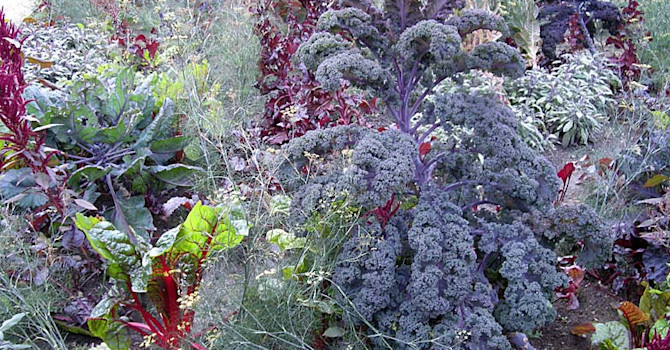 Potager vid Gunnebo Slott med bla rödbladig bladkål. Foto: Sylvia Svensson