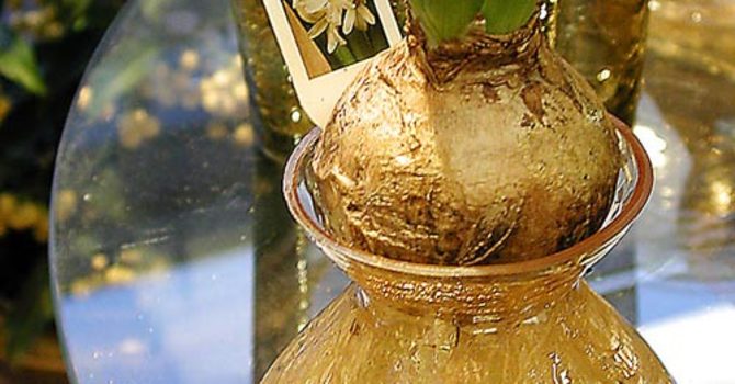 Kanske driva en hyacint i glas?Foto: Sylvia Svensson