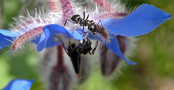 Bilden "Myrsnack" gillades av många läsare på Odla.nu och kammade hem en av de tre vinsterna för bästa Veckans bild. Foto: Maria Jansson