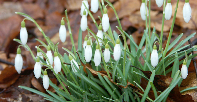 Snödroppar! Det dröjer inte så många månader tills de blommar... Foto: Sylvia Svensson