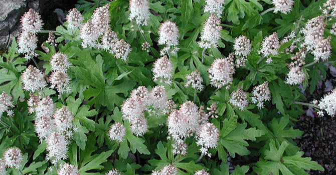 Spetsmössa, _Tiarella_, 'Black Snowflake'.Foto: Sylvia Svensson