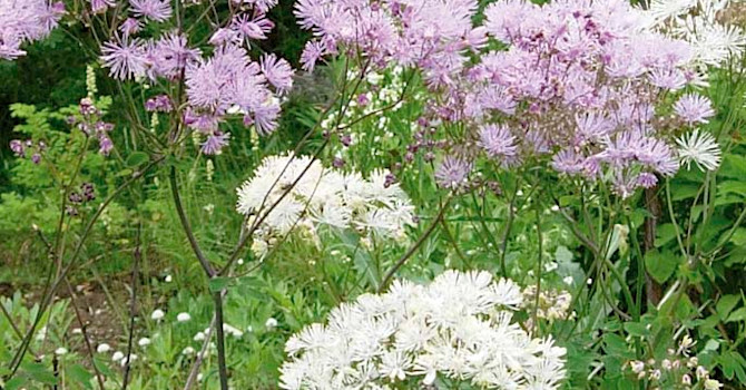 **1. Aklejrutan**, _Thalictrum aquilefolium_