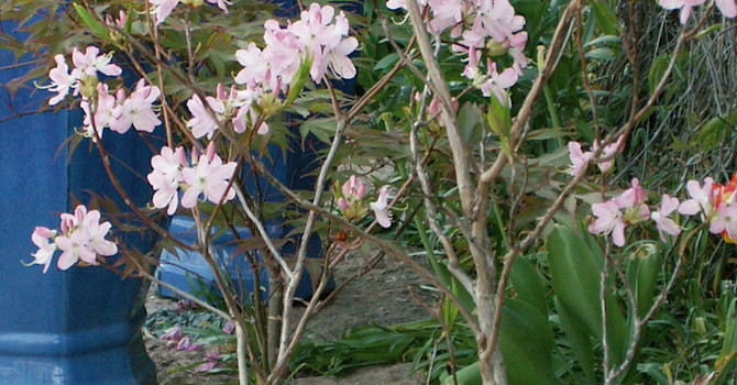 _R. Schlippenbachii_ **Koreansk azalea**:
