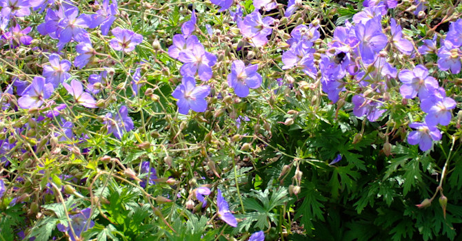 Midsommarblomster, _Geranium pratense_.
Foto: Sylvia Svensson