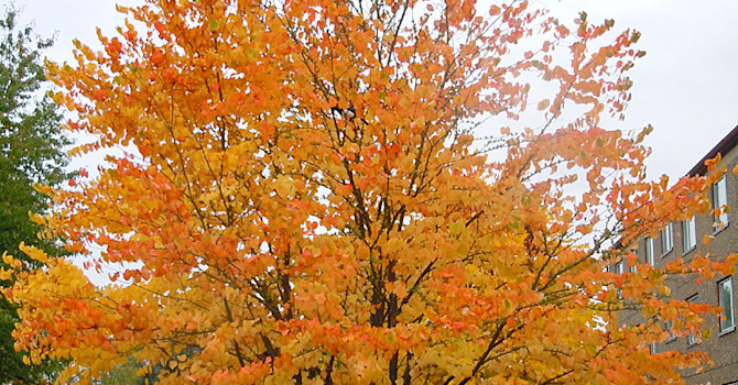 Katsura, _Cercidiphyllum japonicum_.
Foto: Bernt Svensson