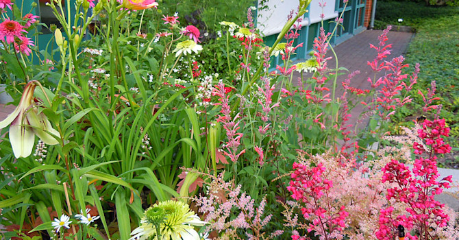 Karamellsöt höstrabatt. Till vänster syns _Lilium nepalense_, **elfenbenslilja**.
Foto: Sylvia Svensson