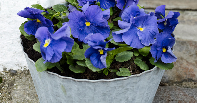 Penséer kan vi ställa ut i kruka i hela landet nu! Foto: Floradania