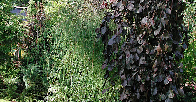 Pelarbok, _Fagus sylvatica_, 'Dawyck Purple'. Foto: Sylvia Svensson